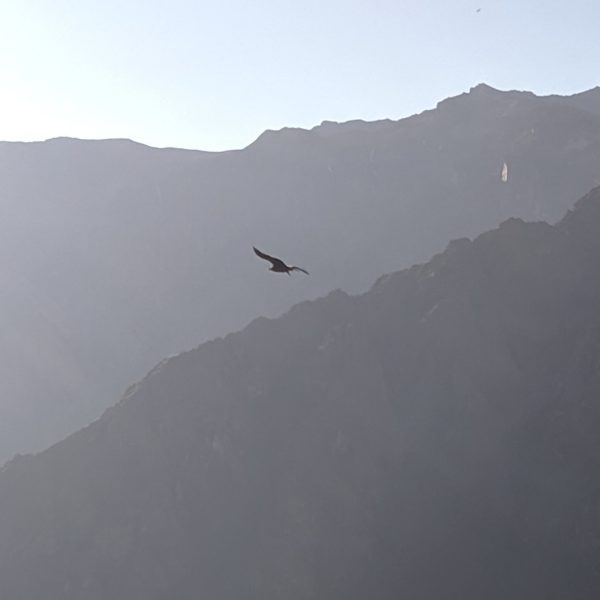 Colca Canyon